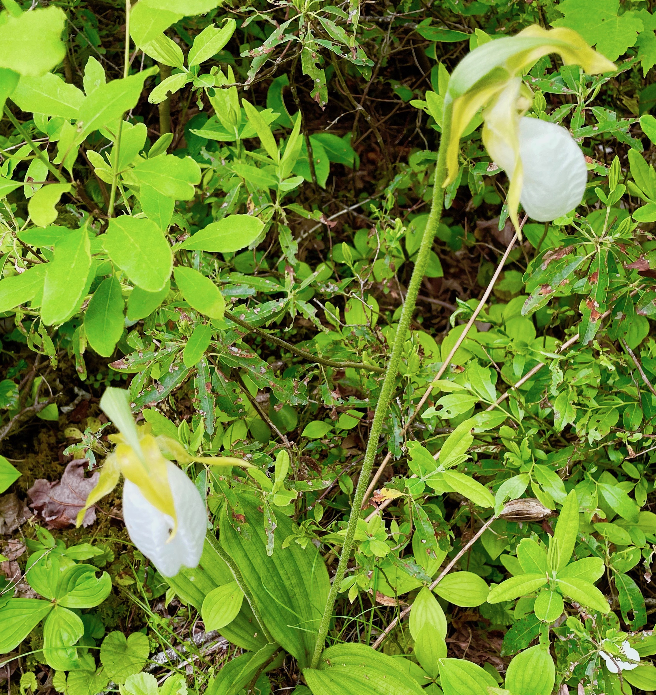 White Lady Slippers, Nine Mile River Trail System