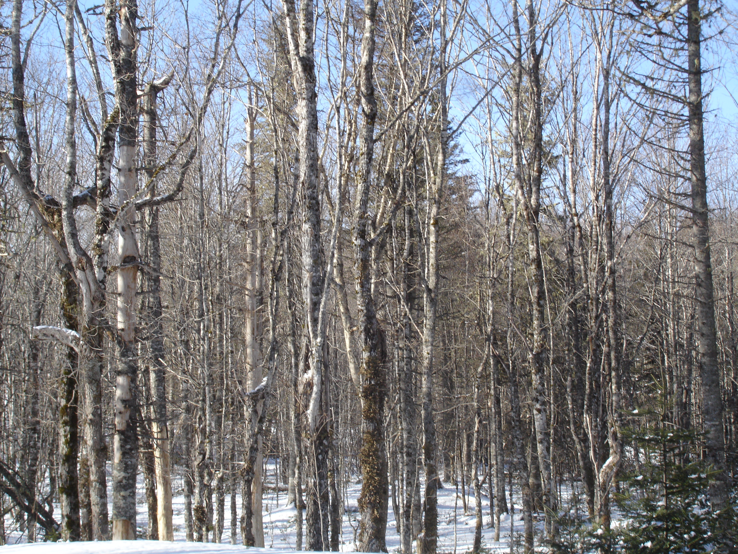 Winter Birch Forest, Gully Lake W.A.