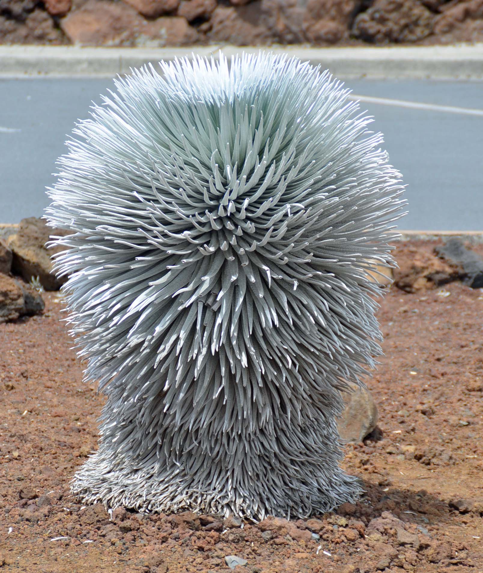 Beautiful Silversword on Mount Haleakala