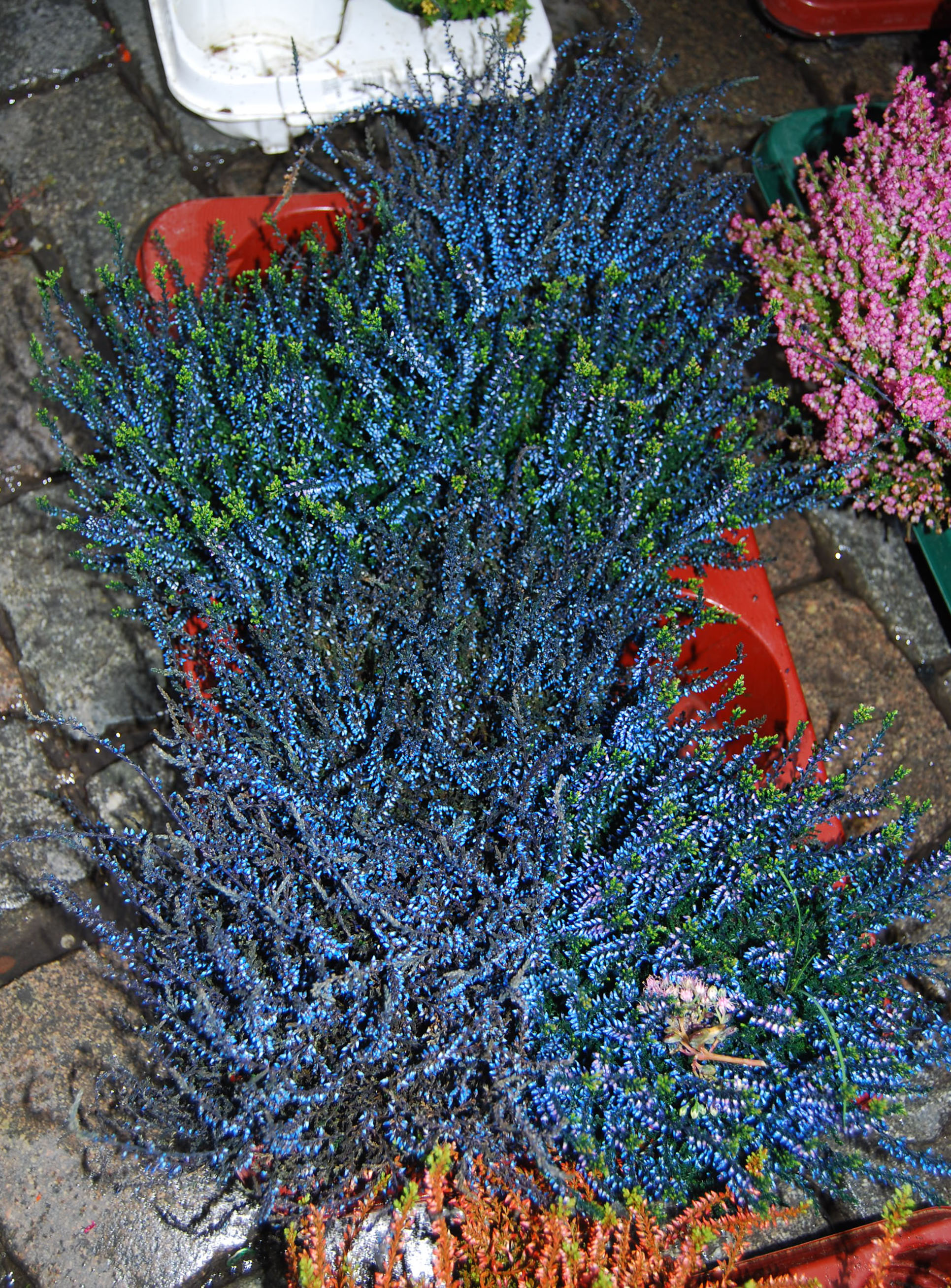 Electric Blue Heather, Grand Place, Brussels