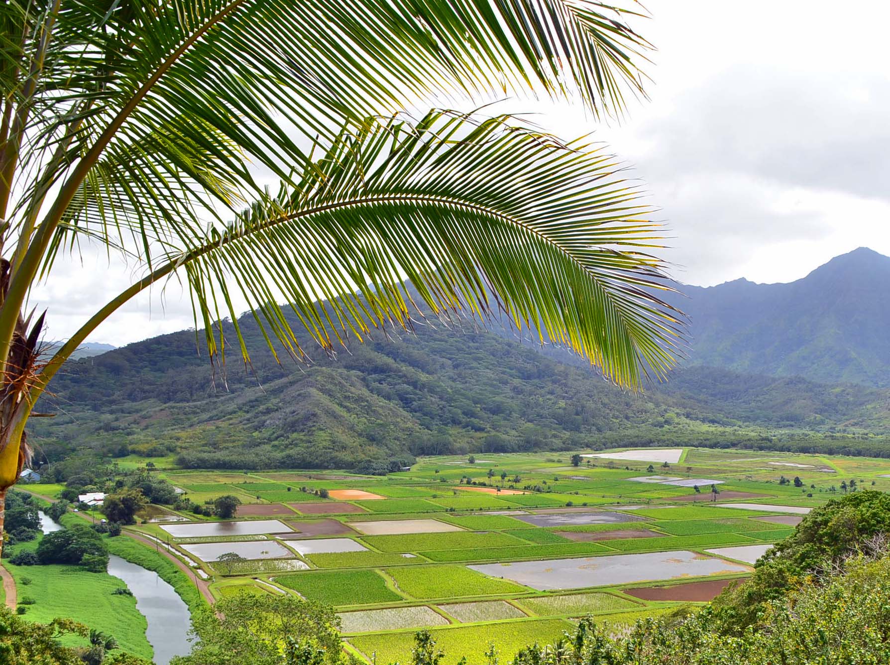 Hanalei valley