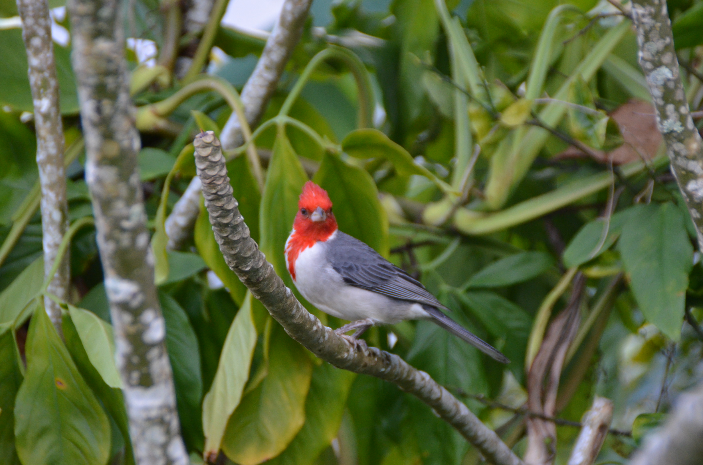 Red-Faced Cardinal, Kauai