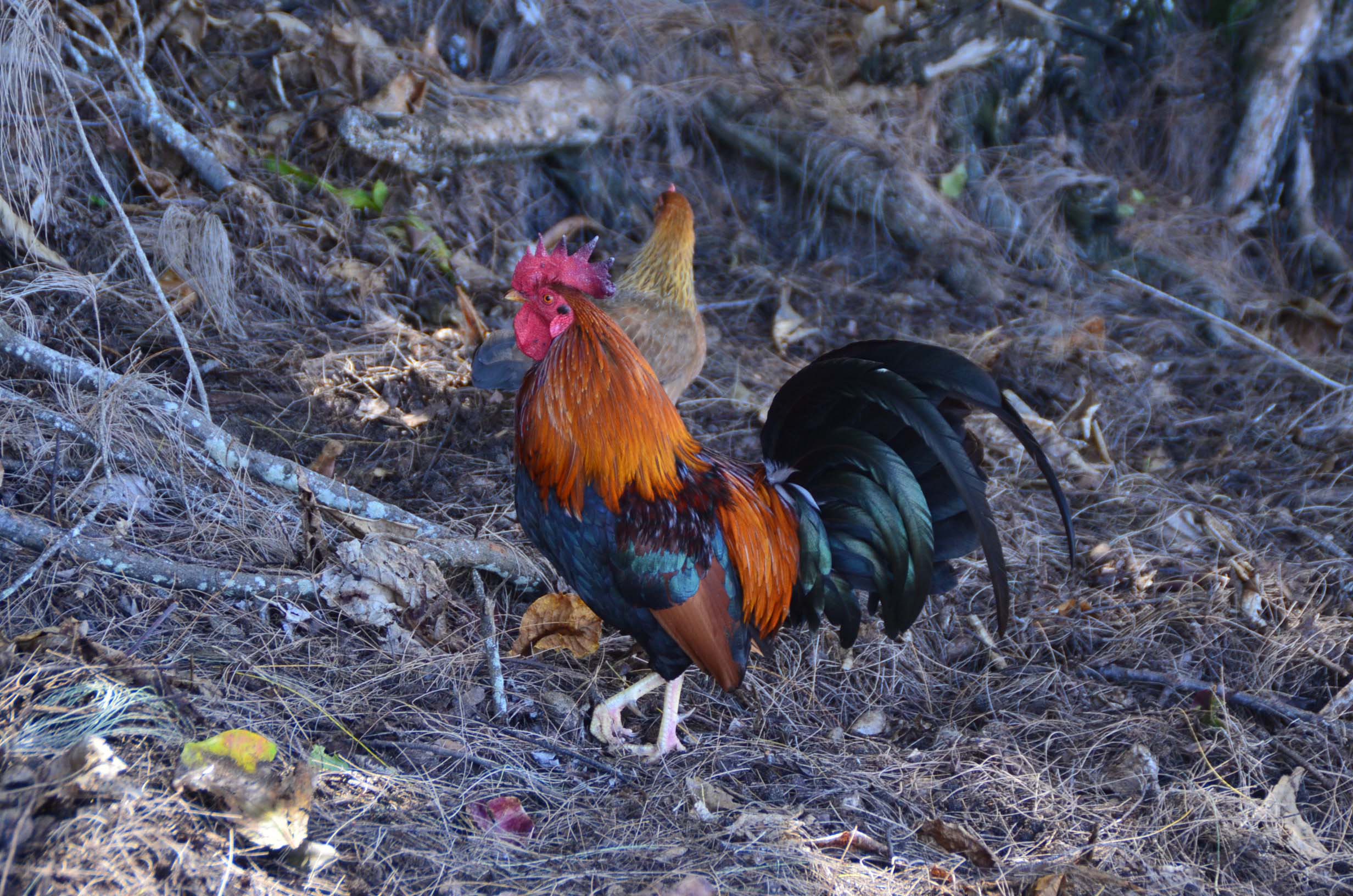 Red Junglefowl