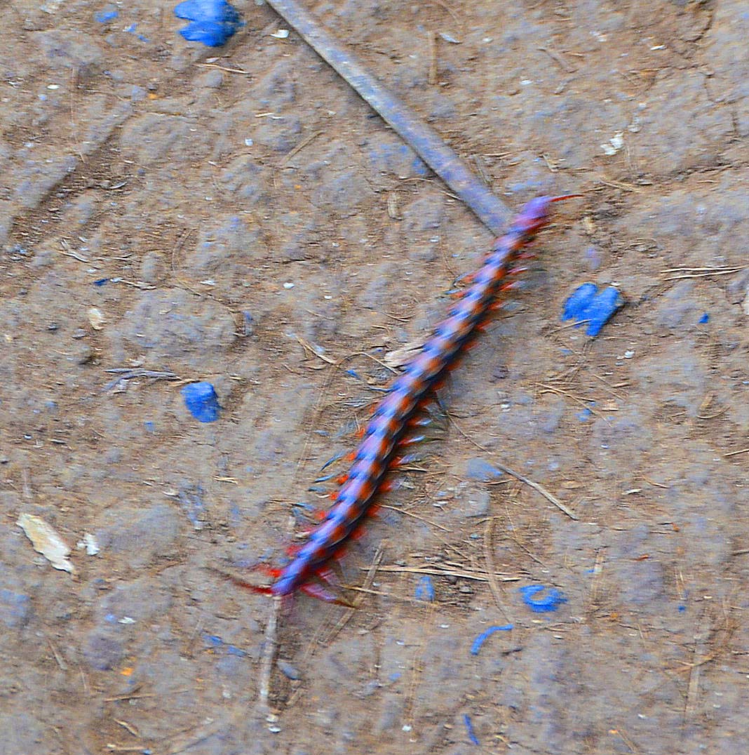 Scurrying Centipede on the Kalalau trail