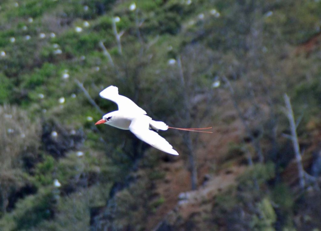 Tropicbird – Kilauea Point