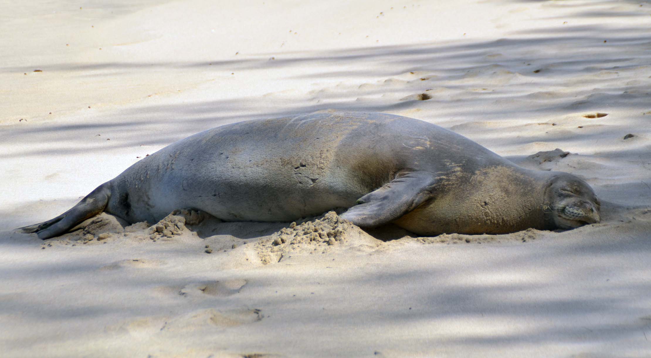 Very Content Monk Seal