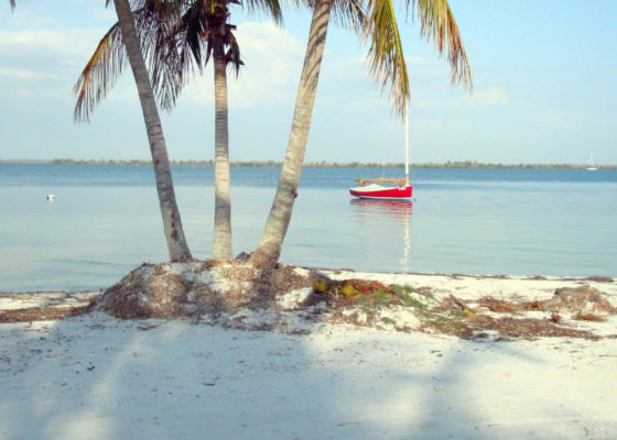 Coconut Palms with Boat