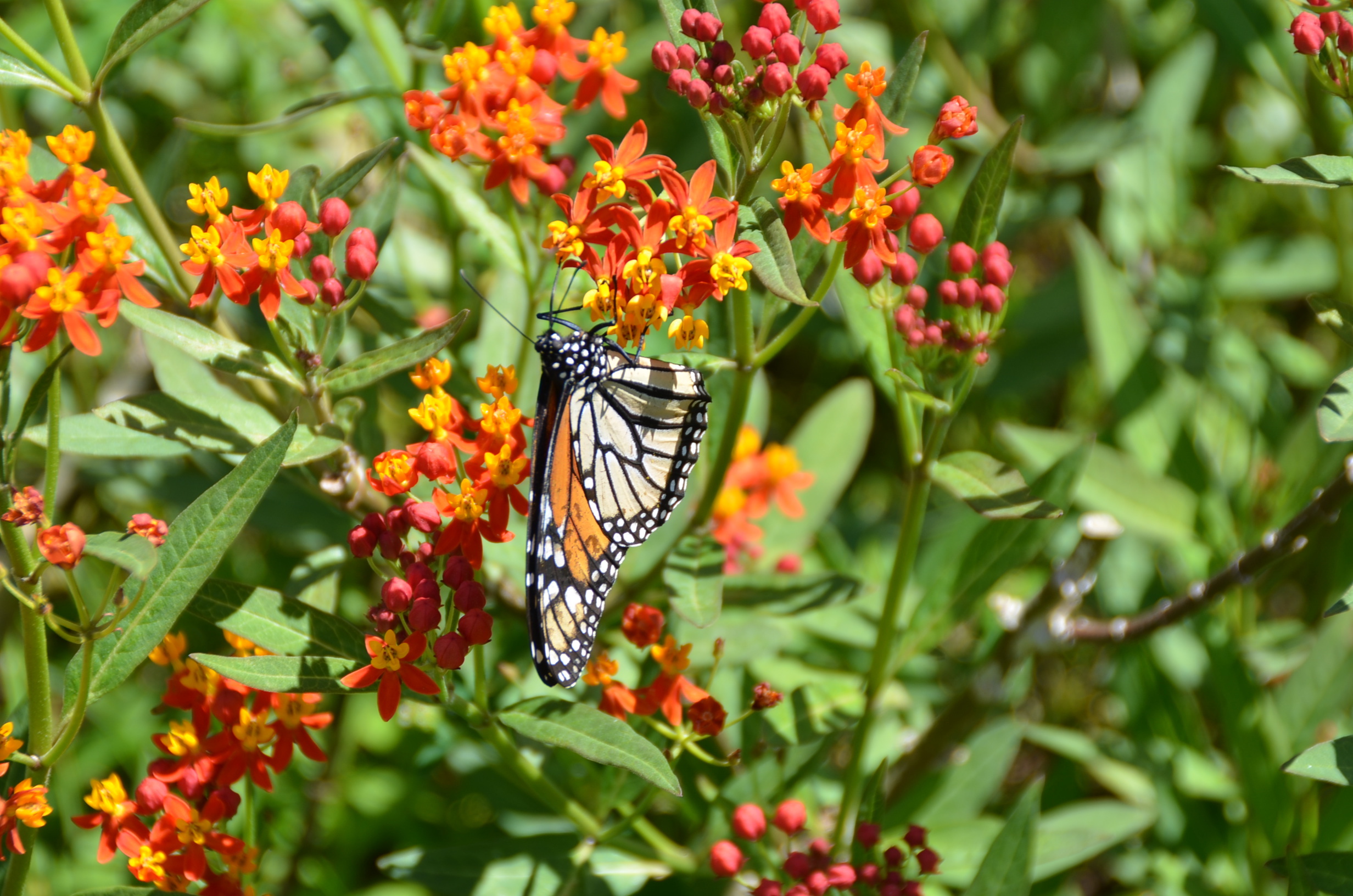 Butterfly, Foster Gardens