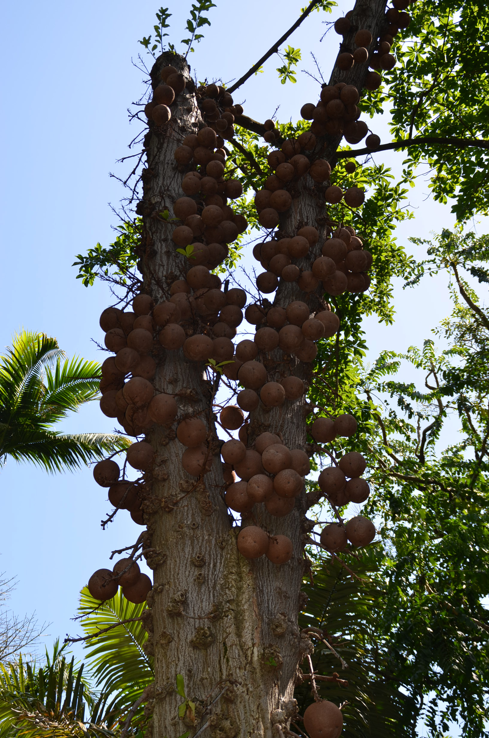Cannonball Tree, Foster Gardens