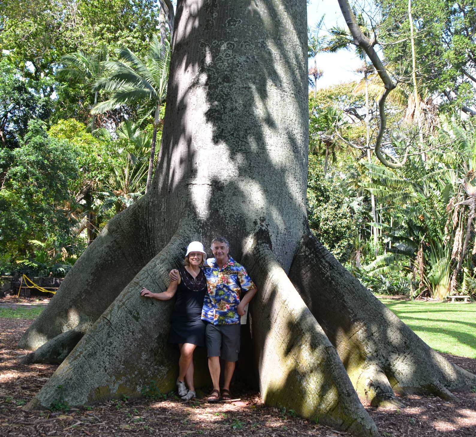 Kapok Tree, Foster Gardens