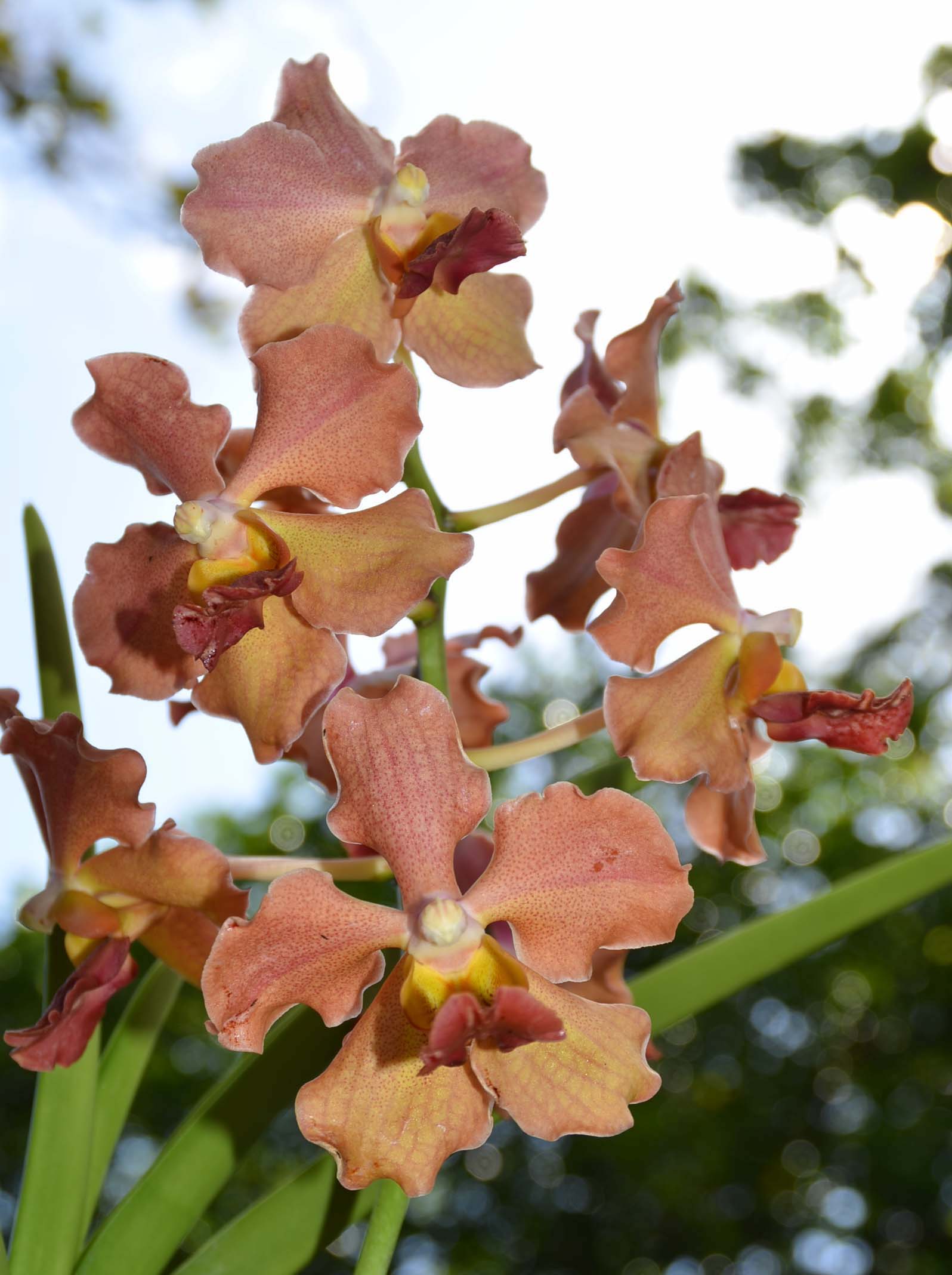 Orchid, Foster Gardens