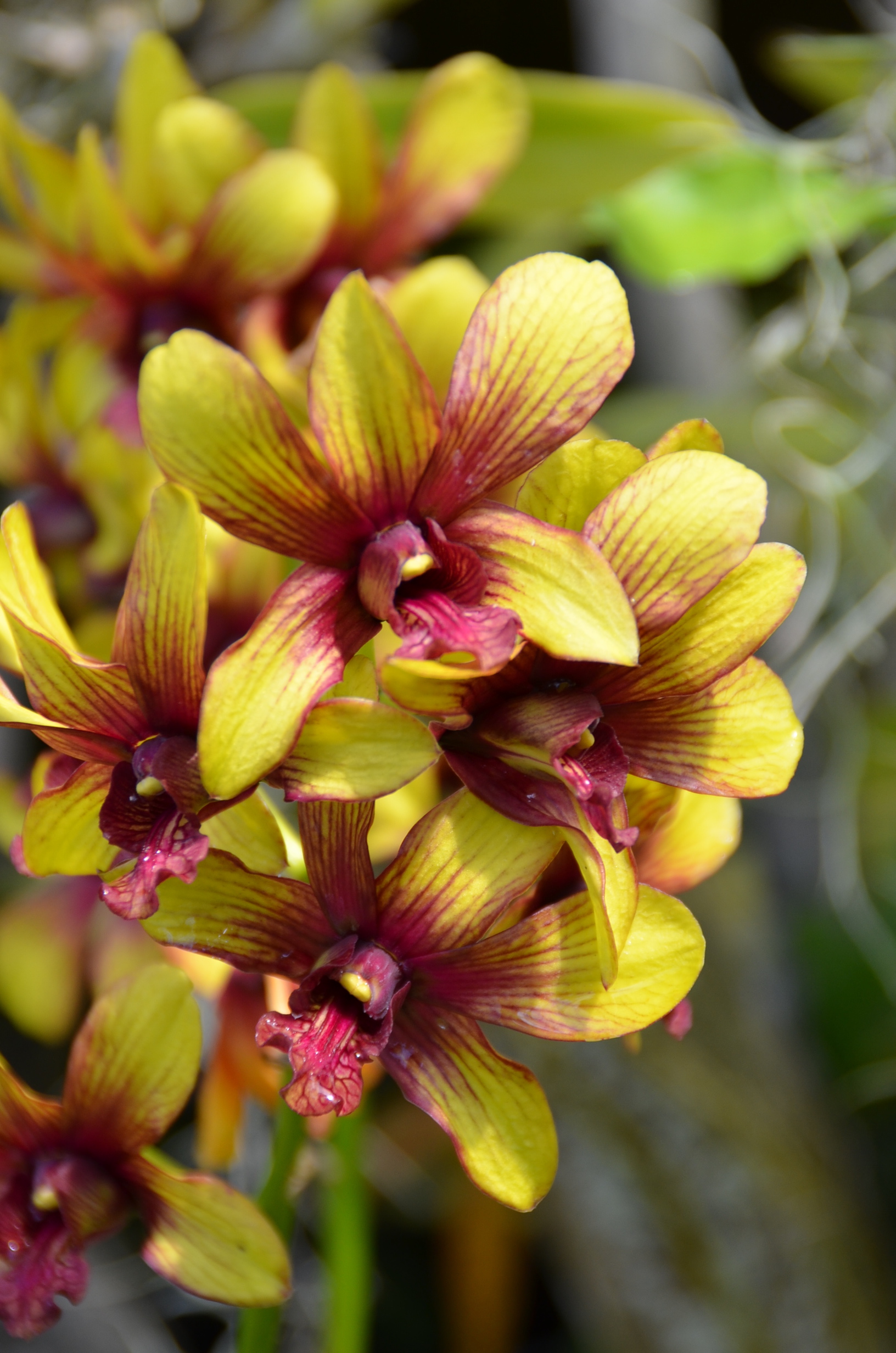 Orchid, Foster Gardens