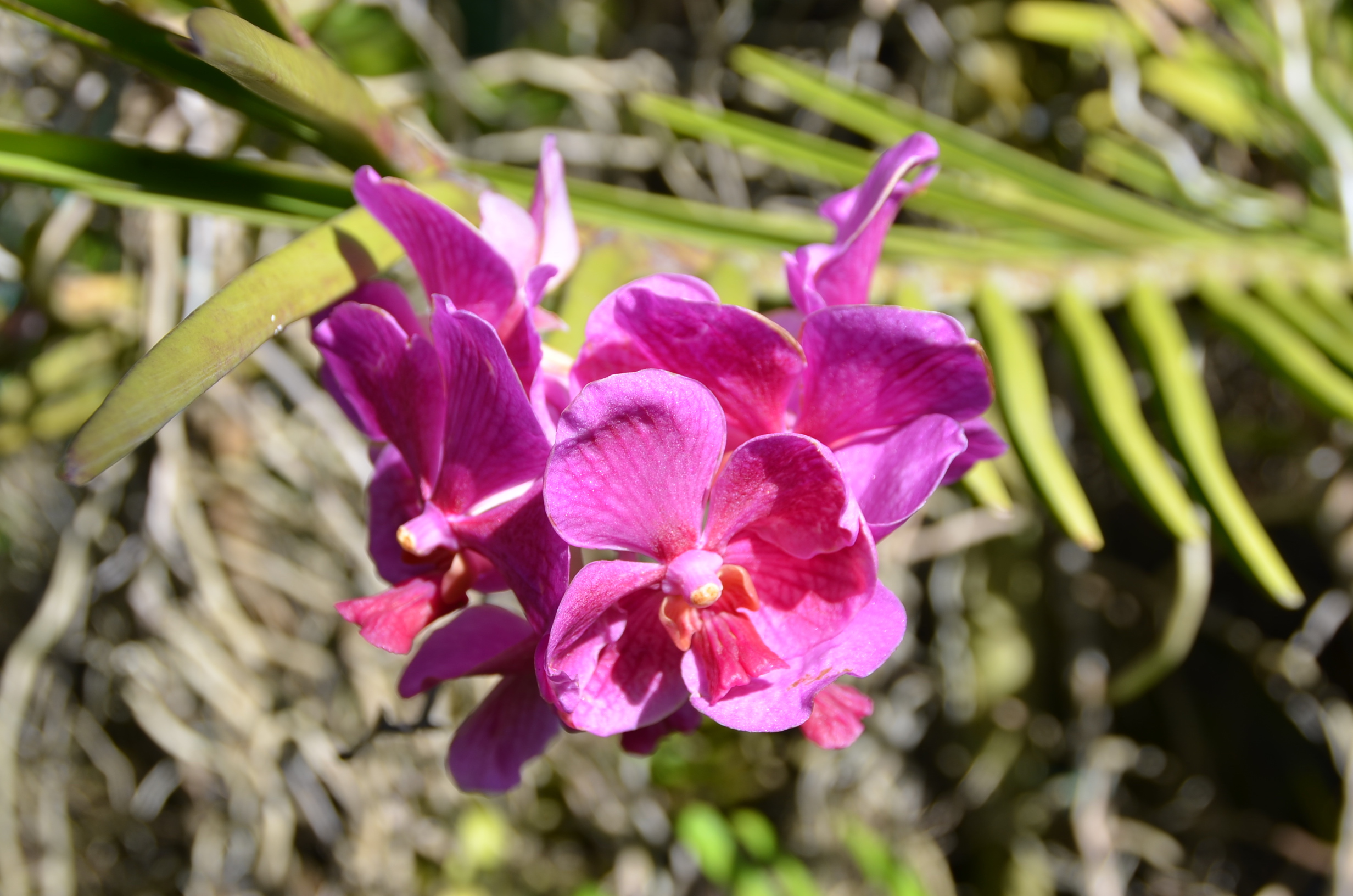 Orchid, Foster Gardens