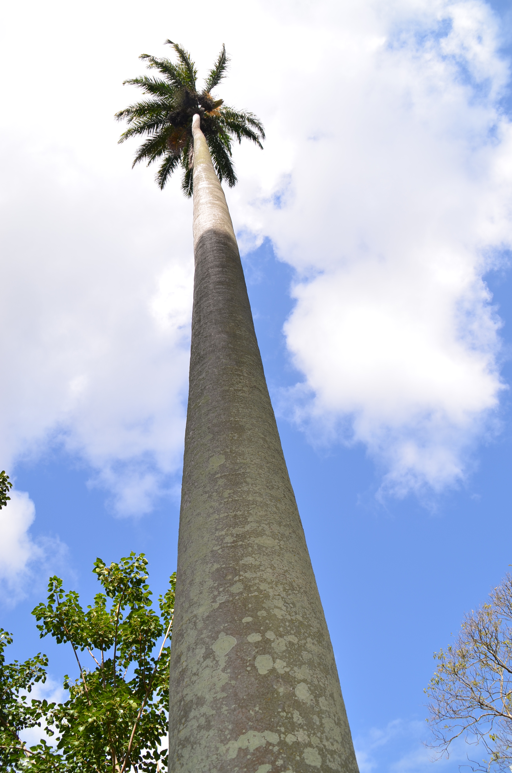 Super tall Royal Palm, Foster Gardens