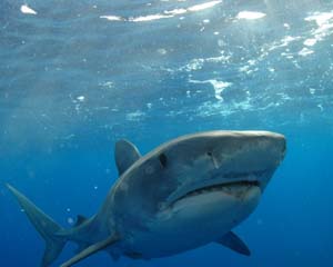 Galapagos Shark