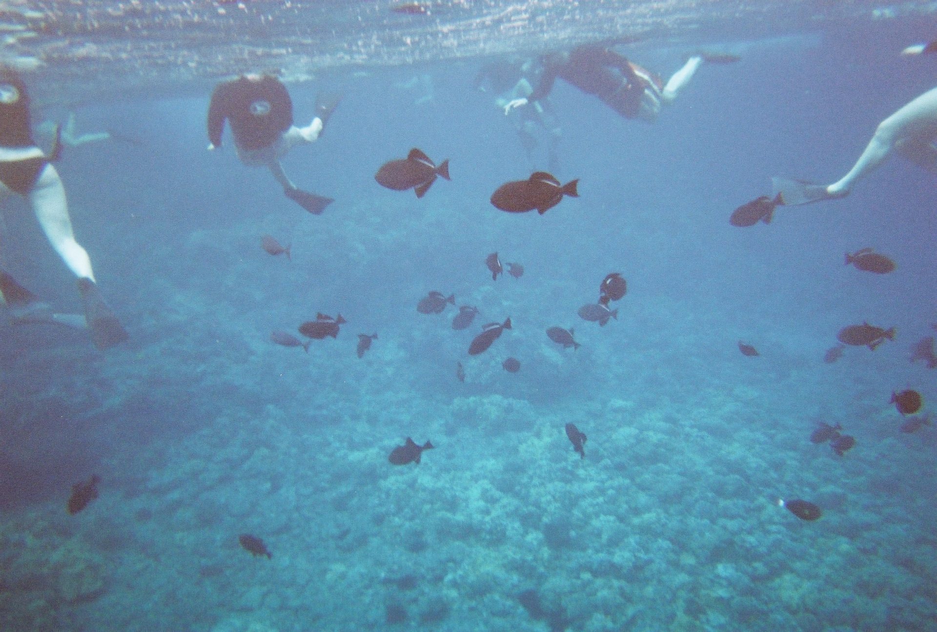 Snorkelling on Molokini