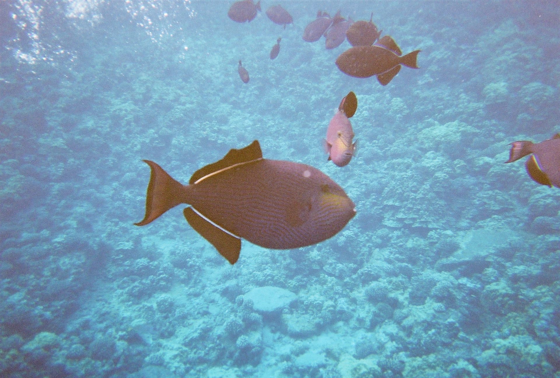 Parrot Fish, Molokini