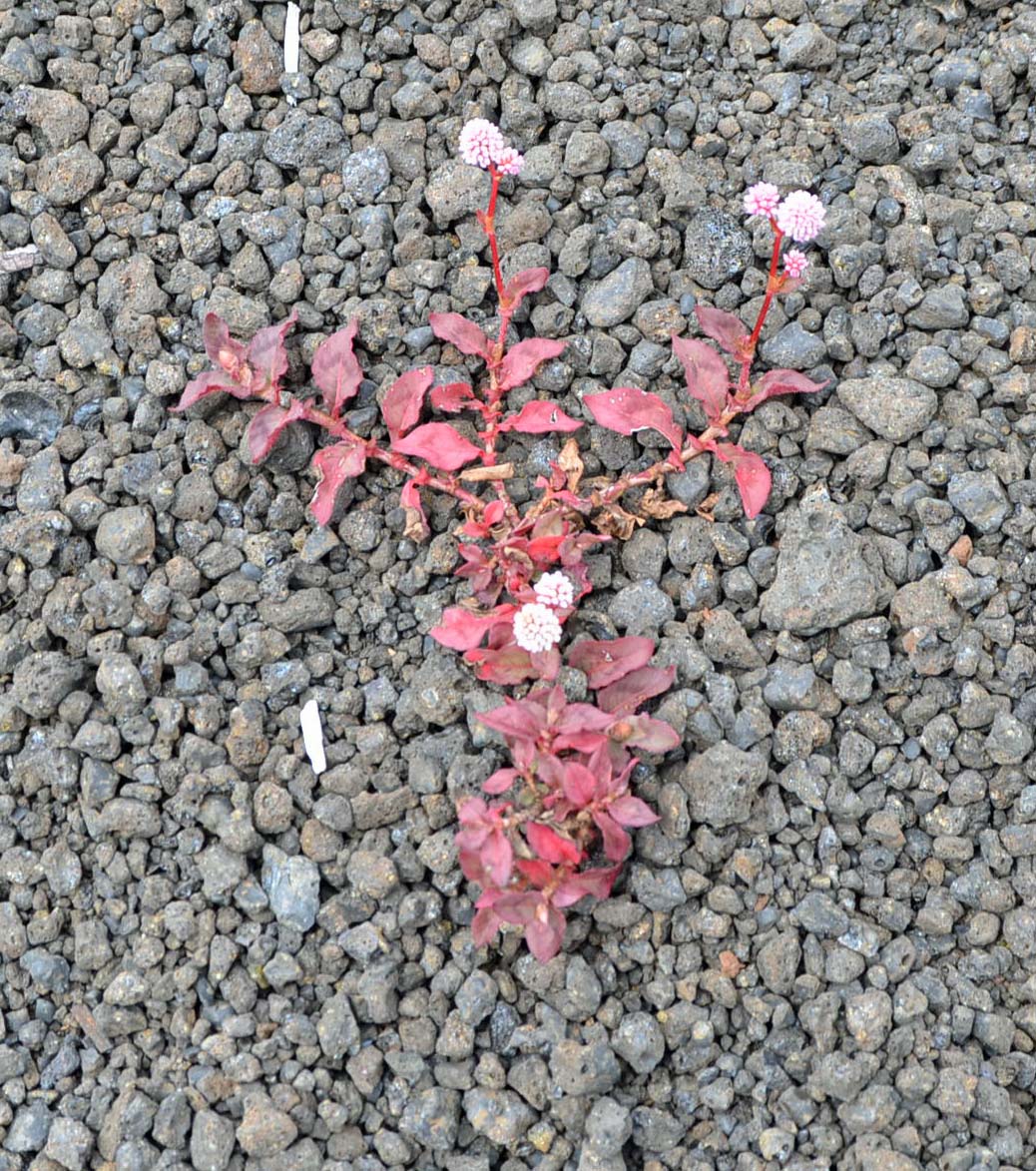 Little plant that refuses to be devastated, Kilauea Crater