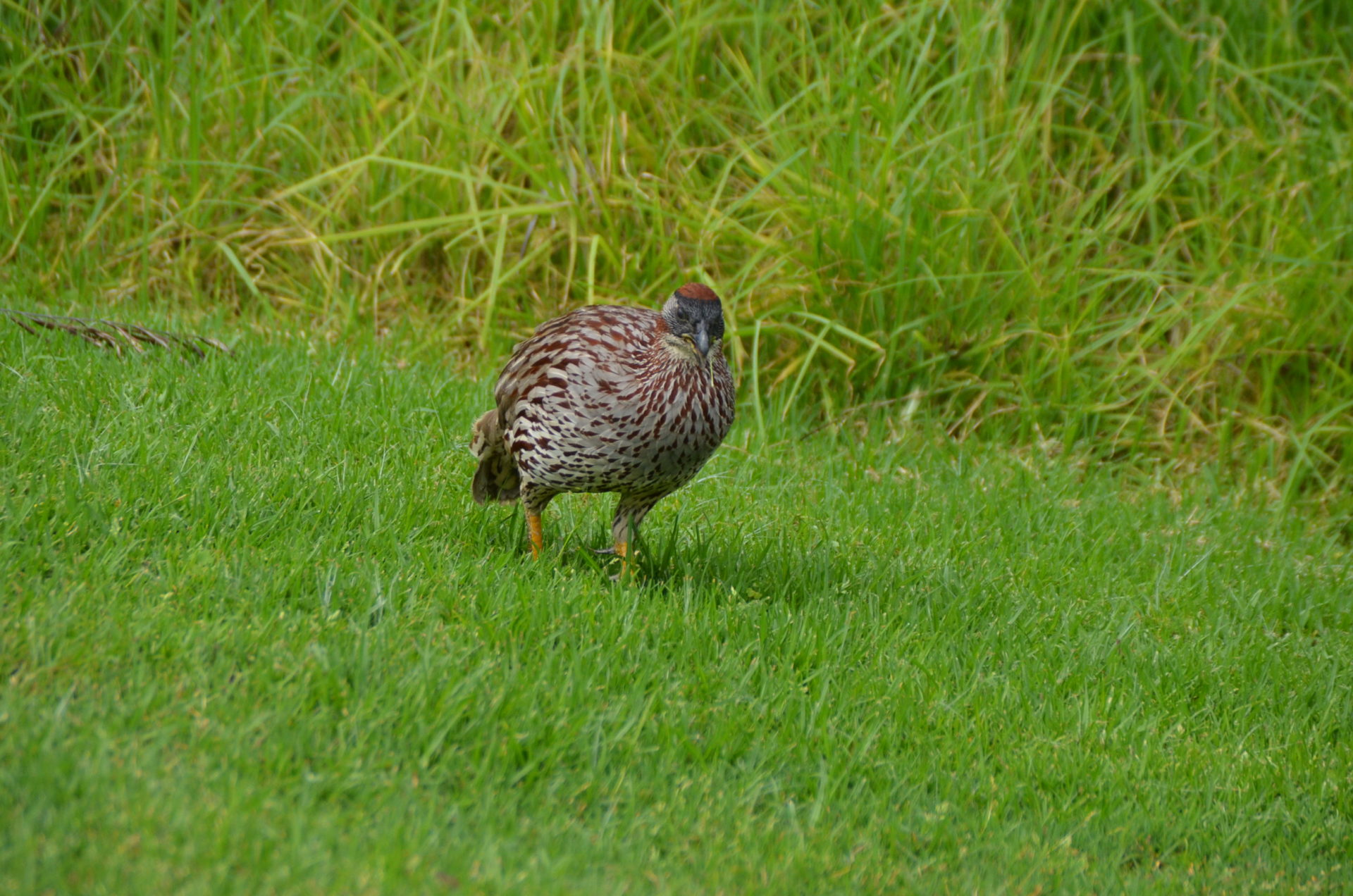 Francolin, Makalei Golf Course