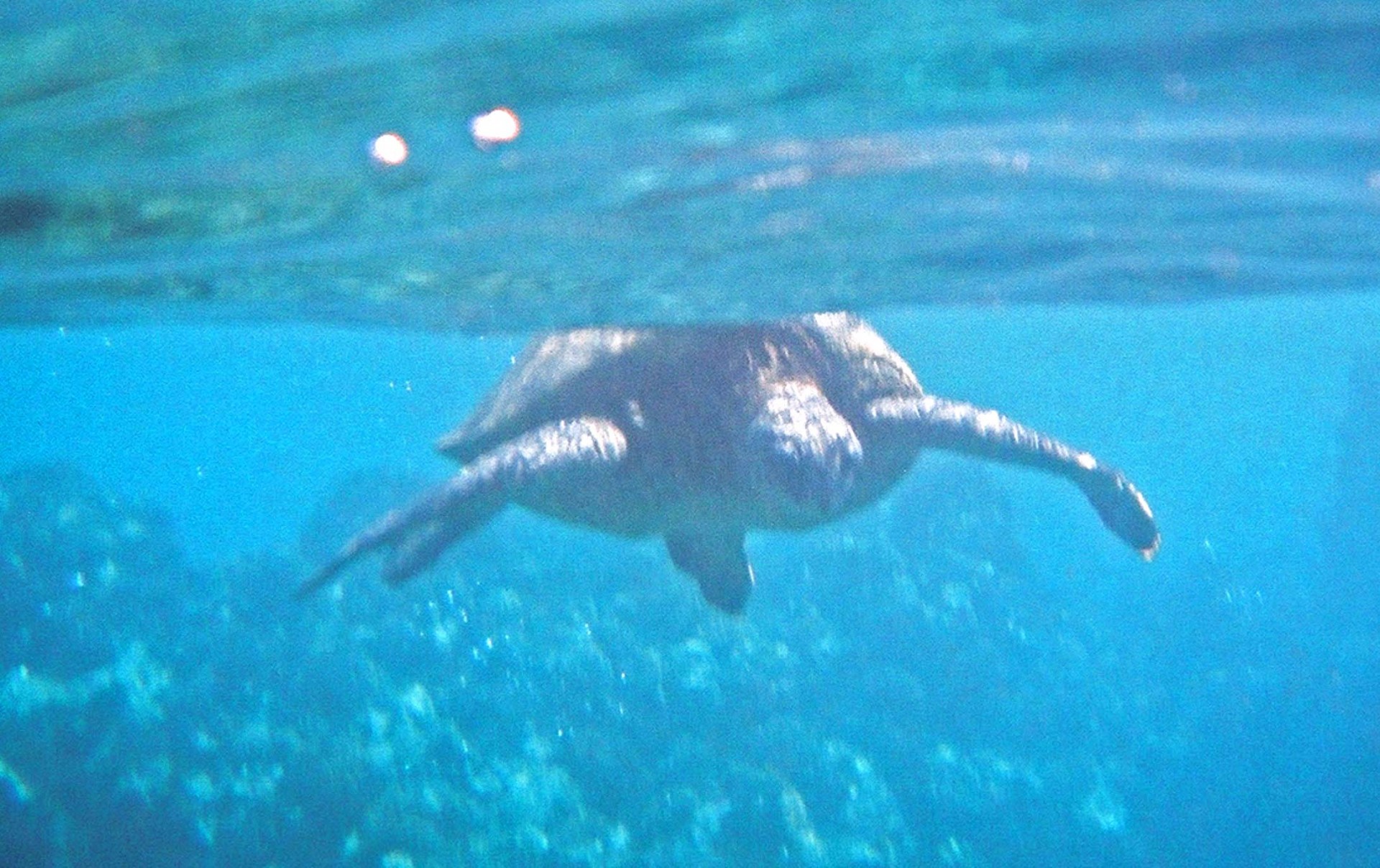 Turtle at home in Turtle Town