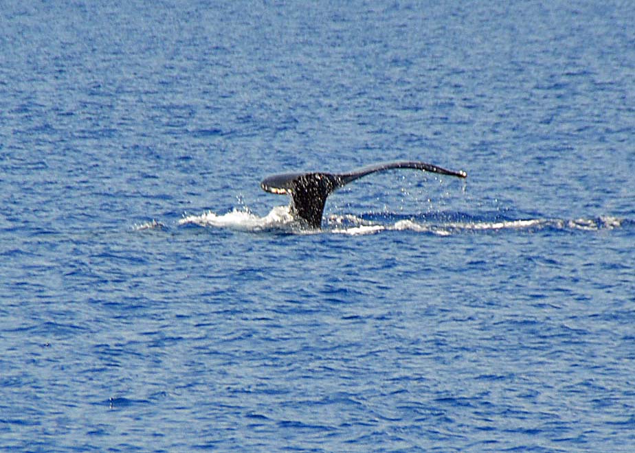 Humpback Fluke Near Molokini