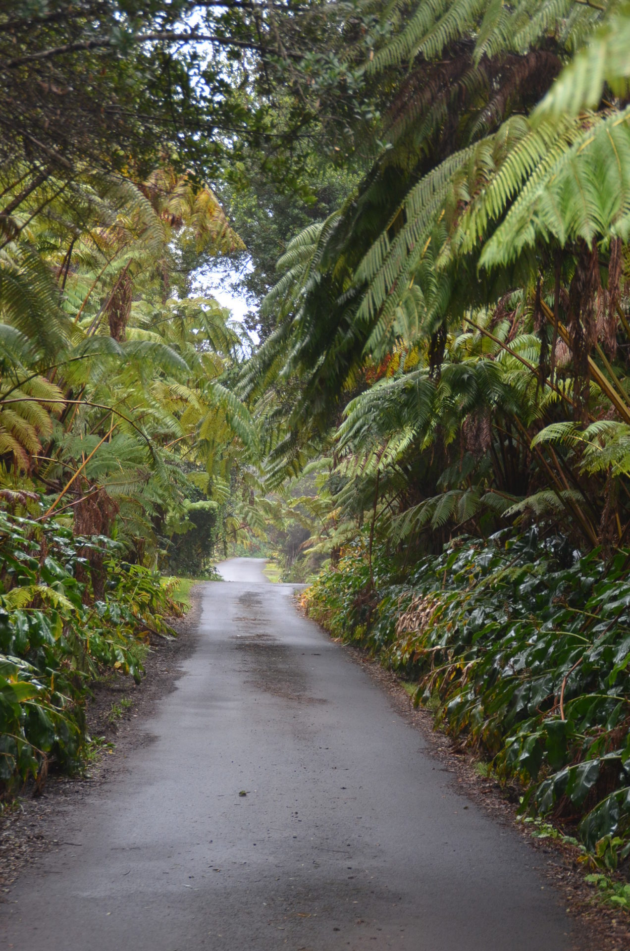 The Streets of Volcano