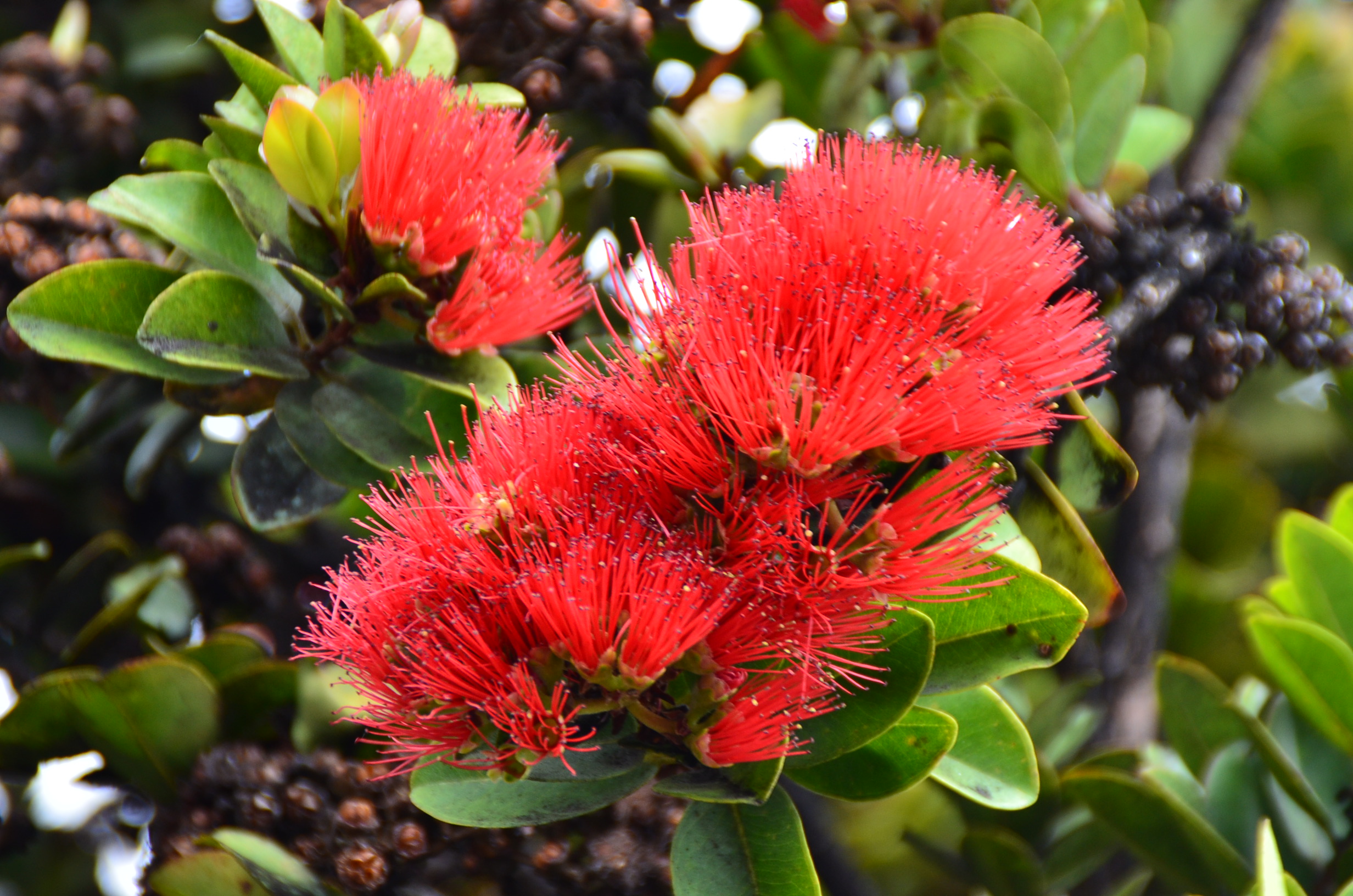 O’hia Lehua