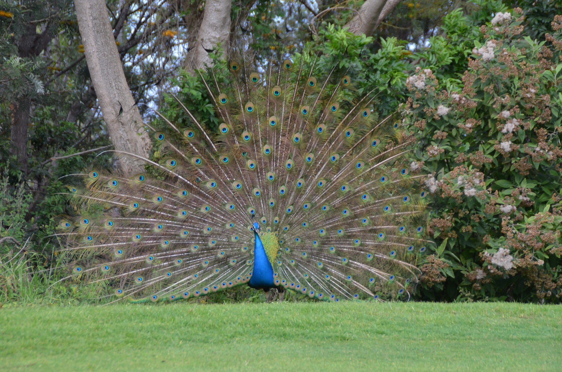 One Proud Peacock at Makalei Golf Course
