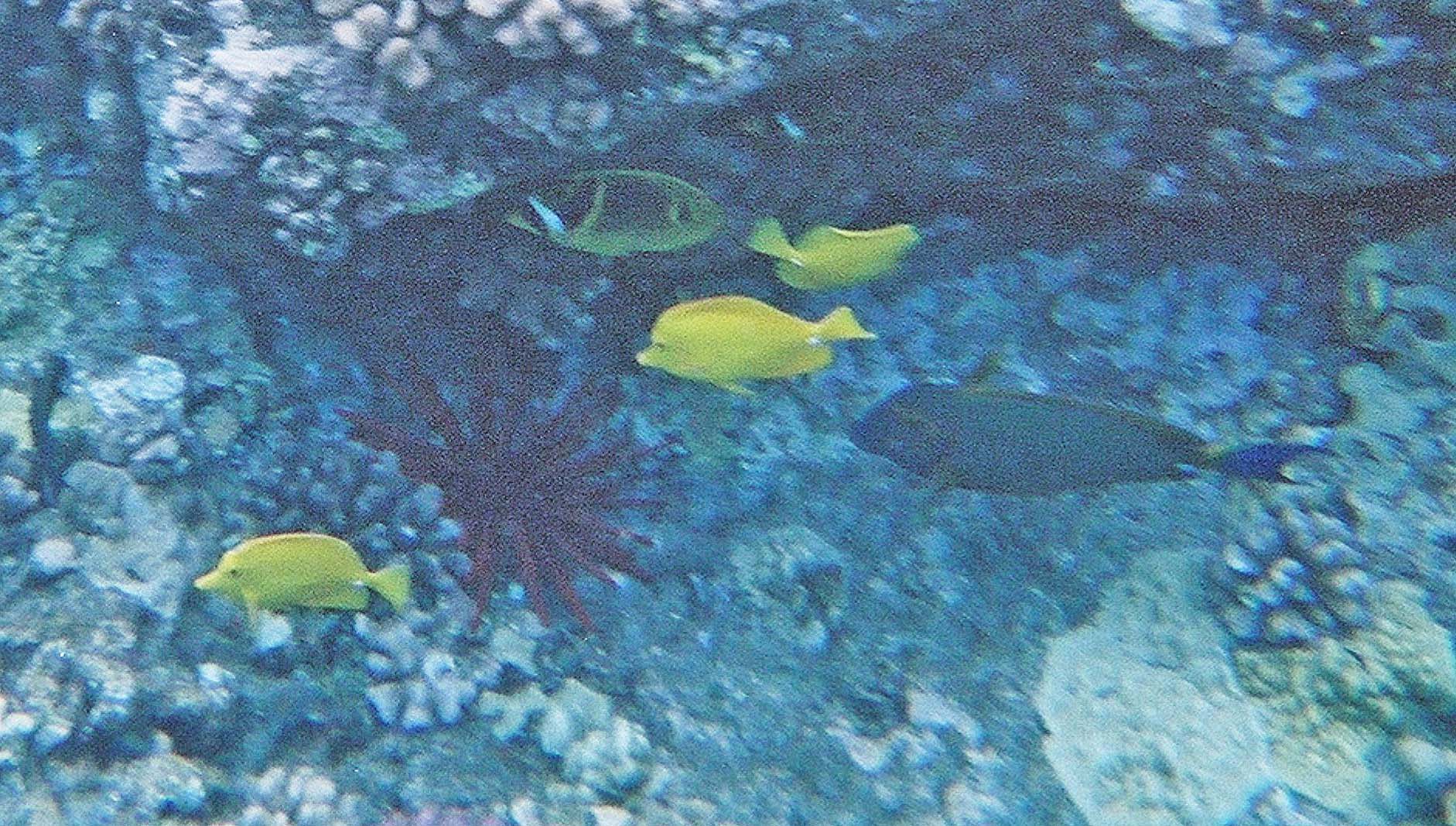 Yellow Surgeonfish, Molokini