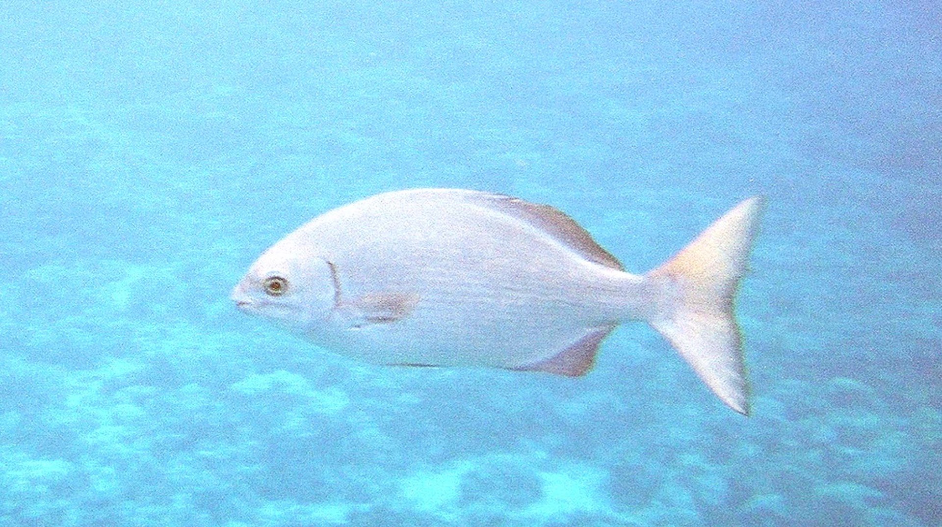 One of the bigger ones, Molokini