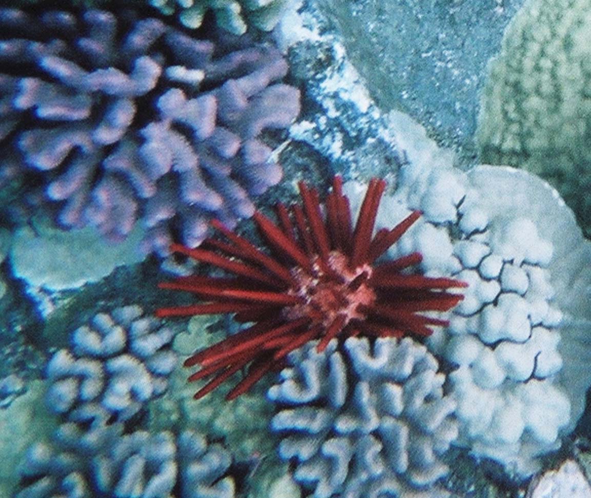 Red Spiny Urchin with Brain Coral, Molokini