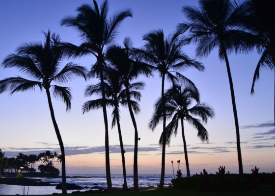 Hawaii Palms, Big Island