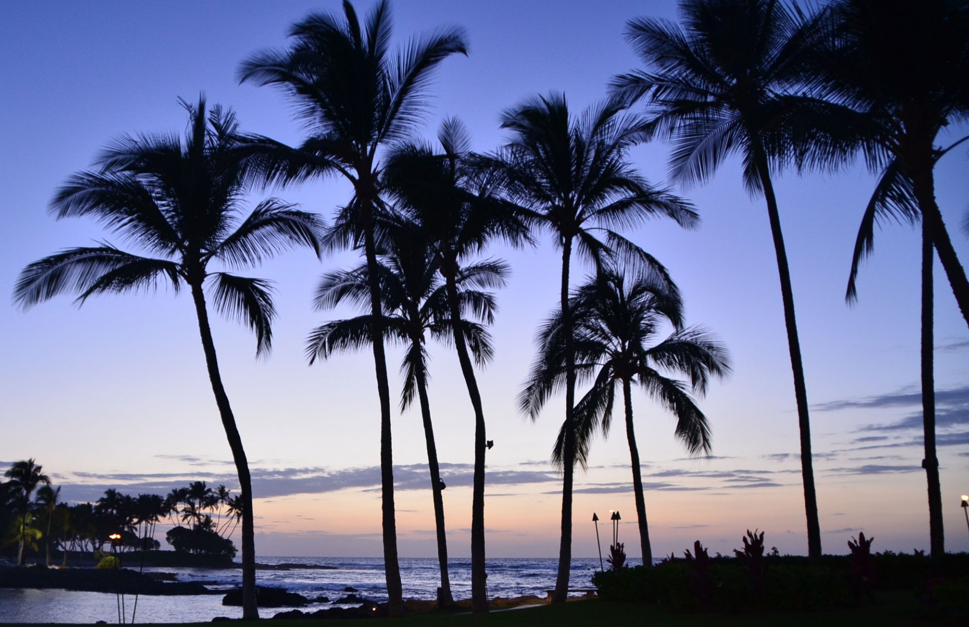 Swaying Palms at Brown’s, the Fairmont Orchid