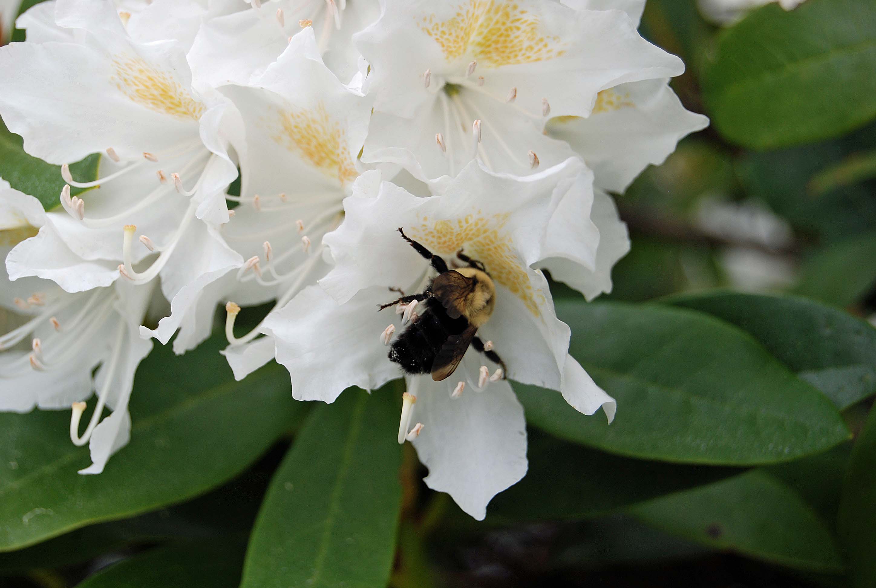 Rhododendrons and Azaleas - The Maritime Explorer