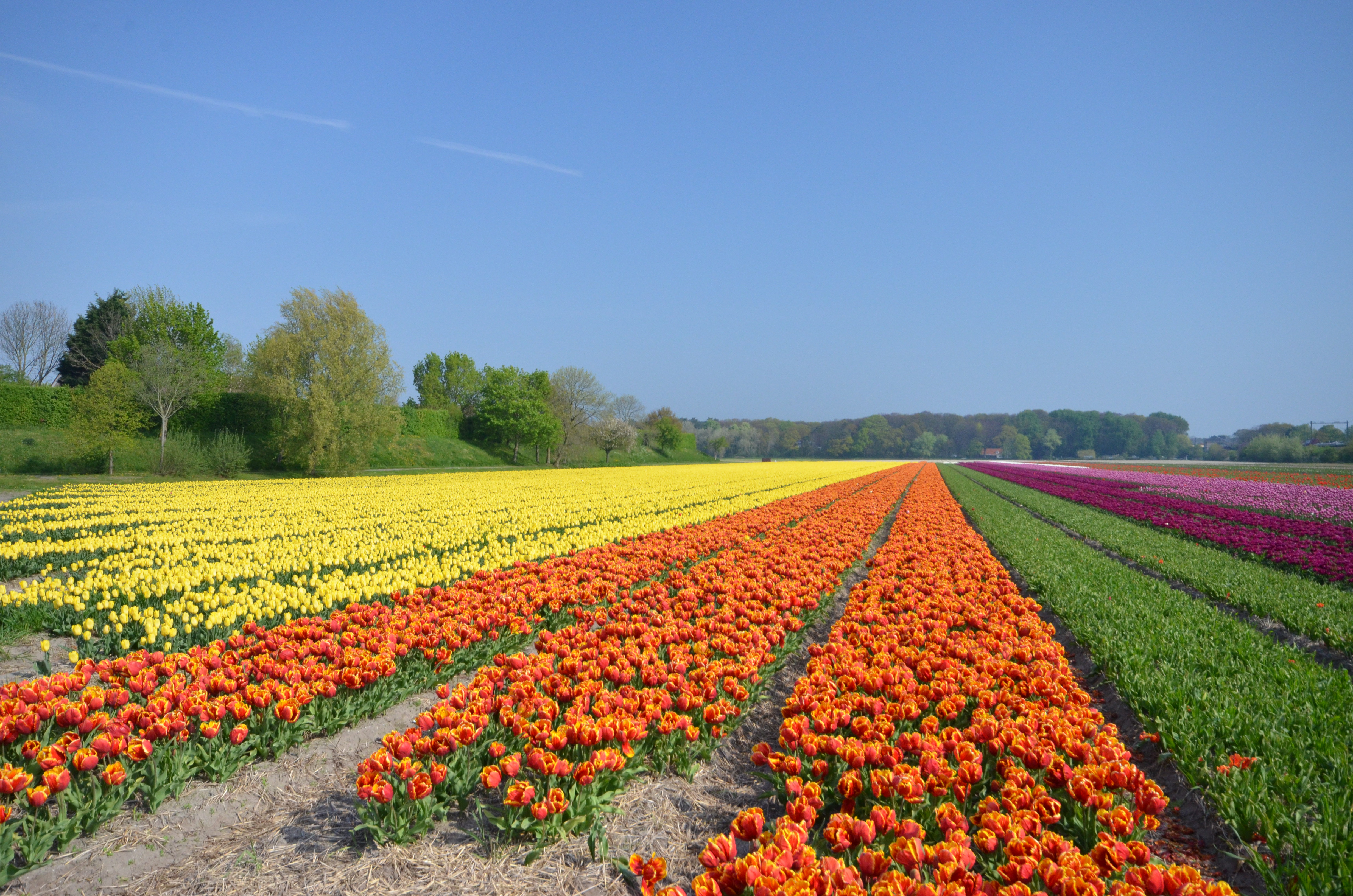 The First bulb field on the way to the Keukenhof
