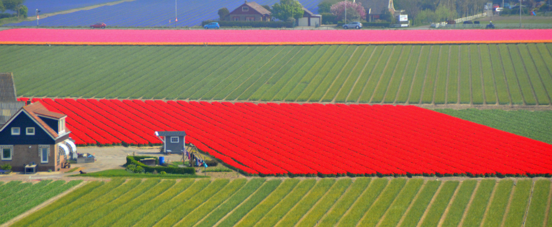 Bulb Fields from the dunes on the North Sea