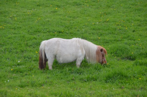 Child's Pony