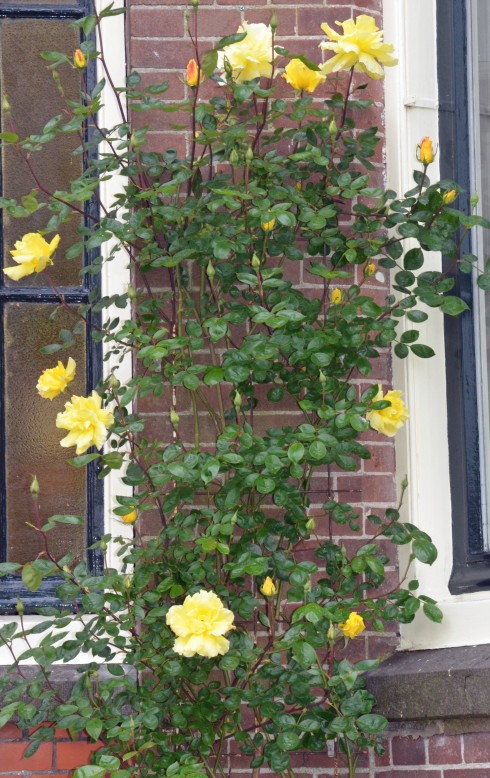 Climbing Yellow Roses