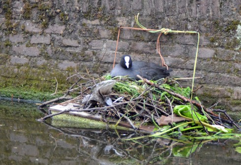 Coot on her nest in Delft canal