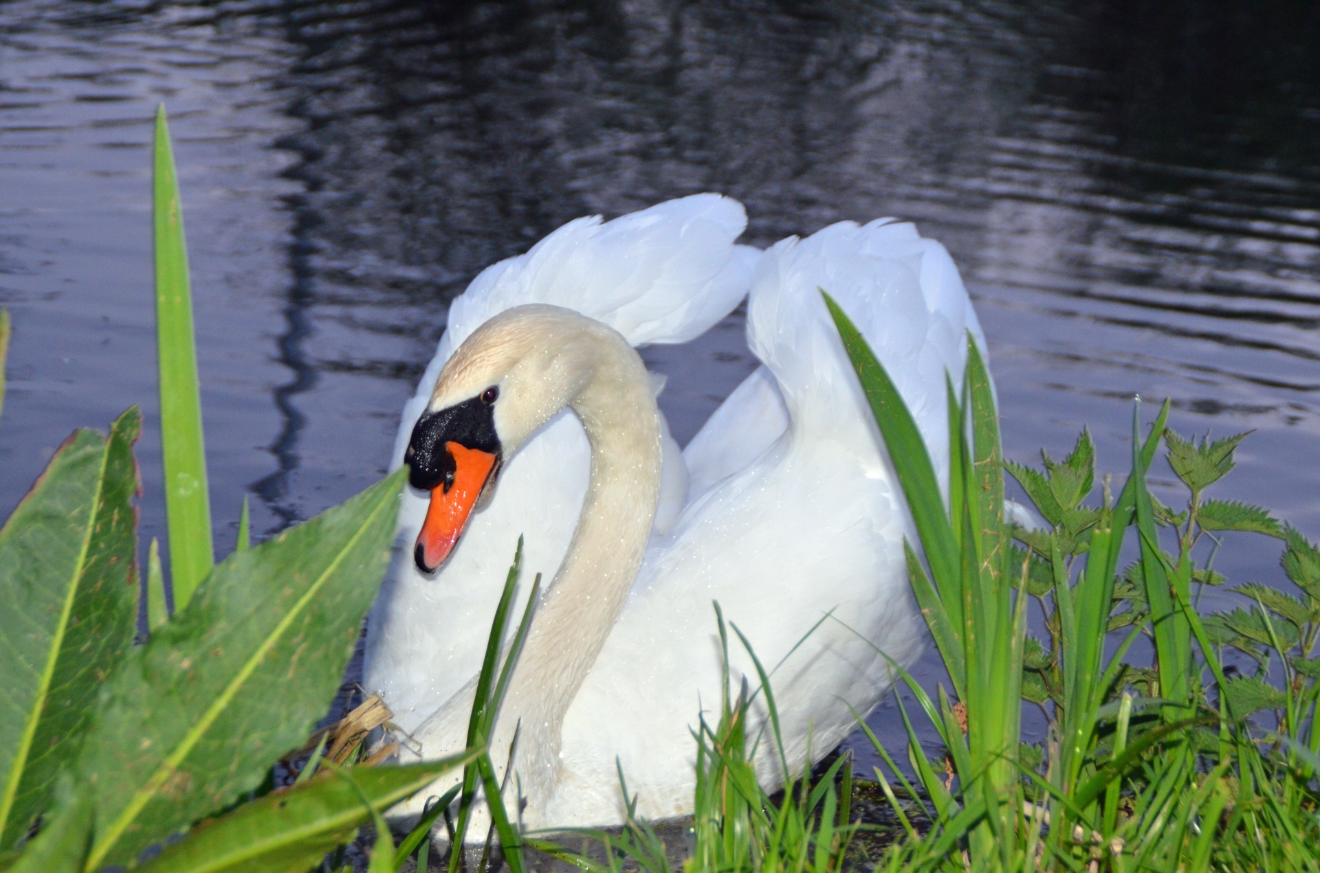 Dutch swan