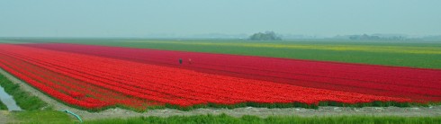 Bulb fields