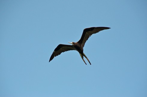 hovering frigatebird