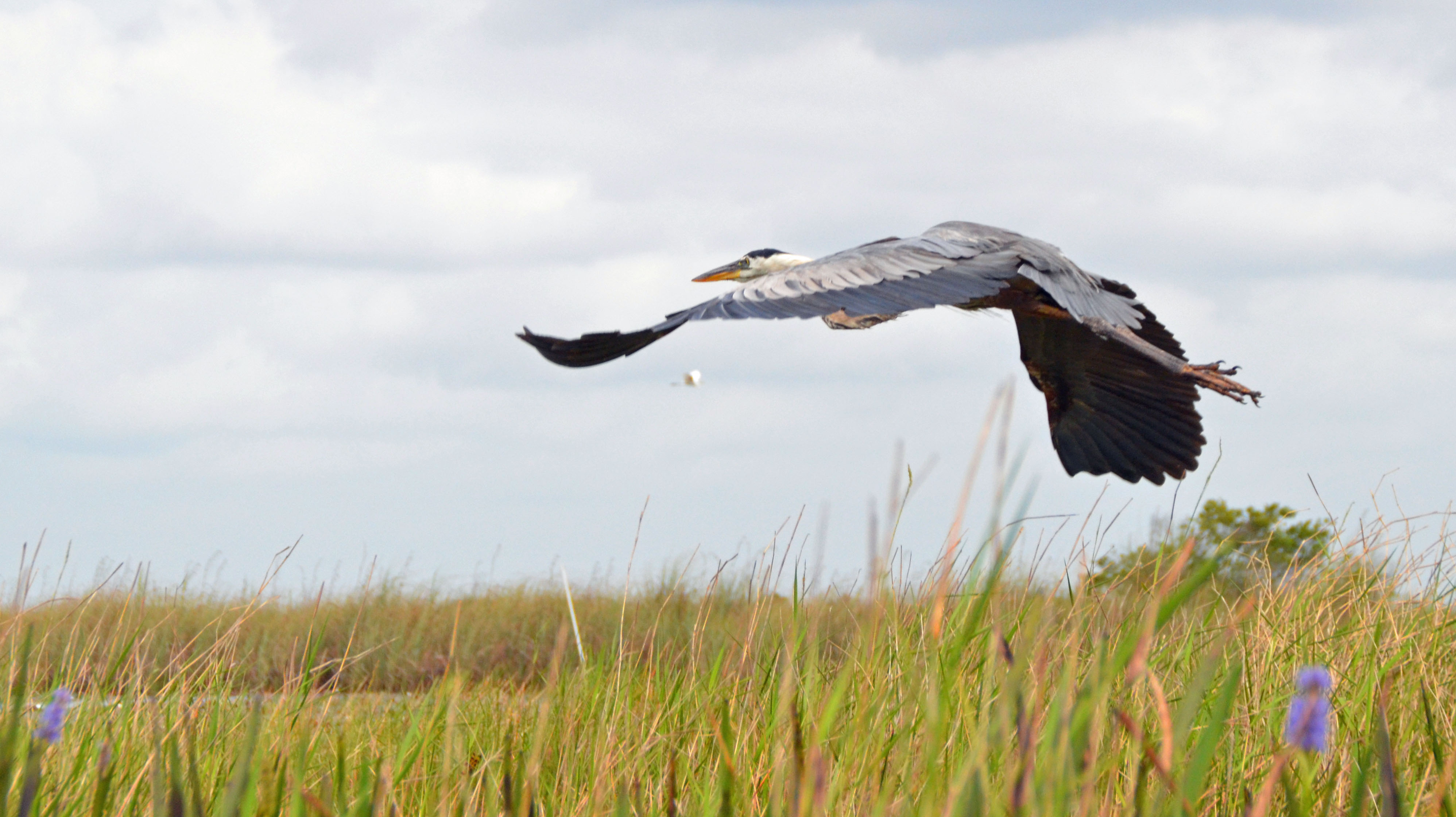 Great Blue Heron taking flight