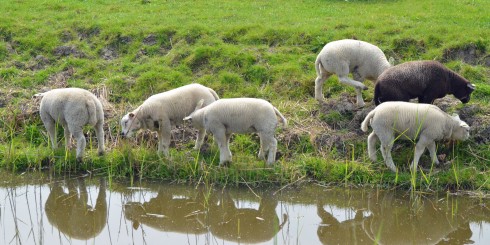 Lamb reflections