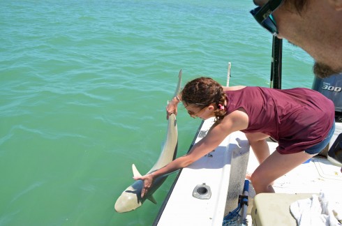 Lenore releasing Dale's shark - Santiva Salt Water Fishing