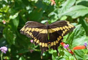 Naples Botanical Gardens Butterfly