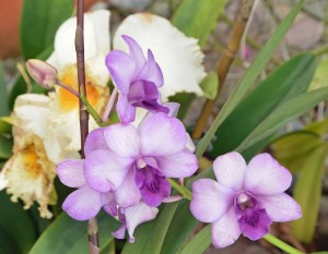 Orchid, Naples Botanical Garden