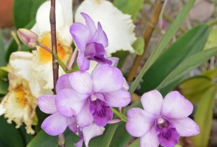 Orchid, Naples Botanical Garden