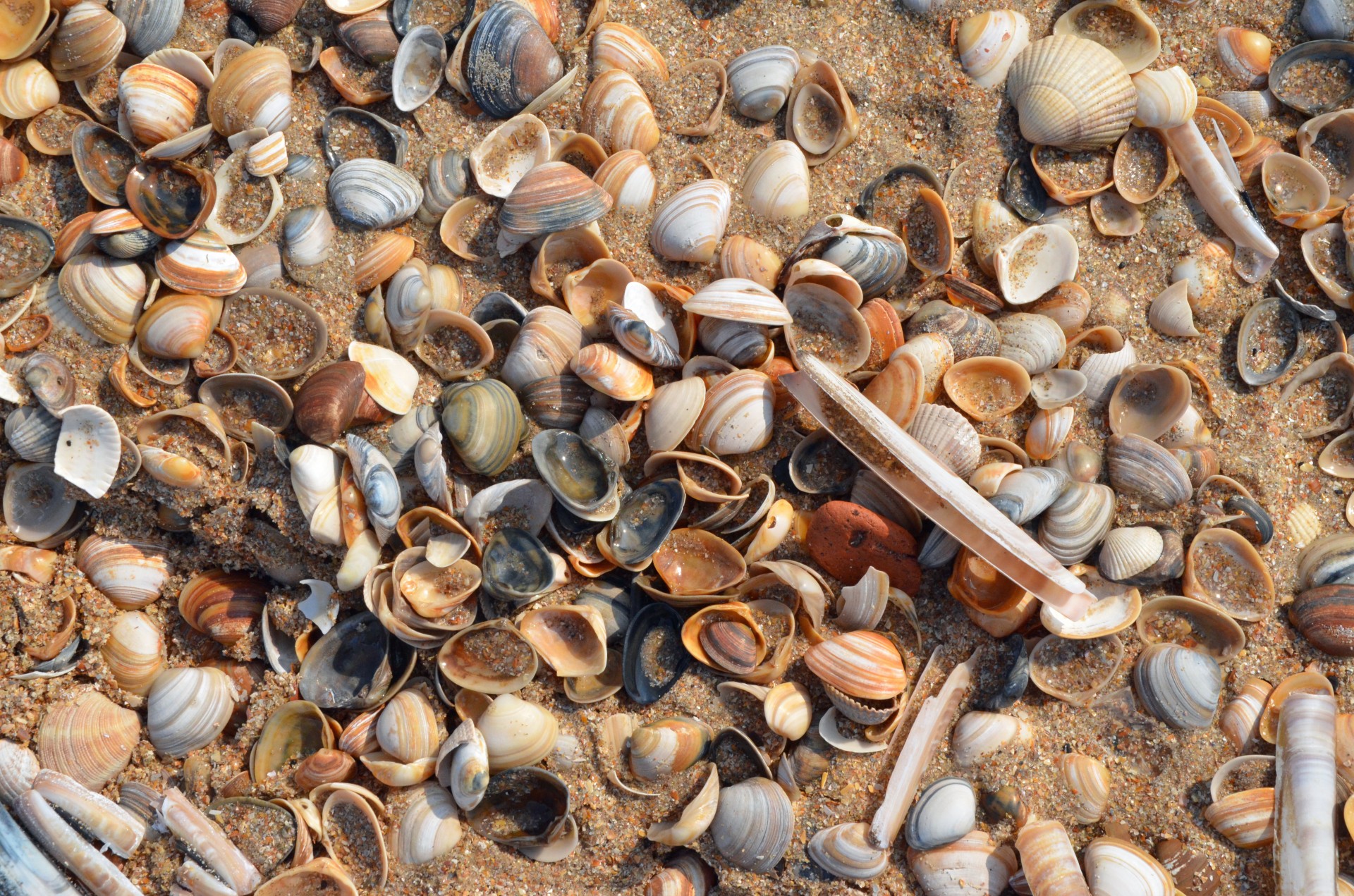 Castricum Beach shells on the North Sea