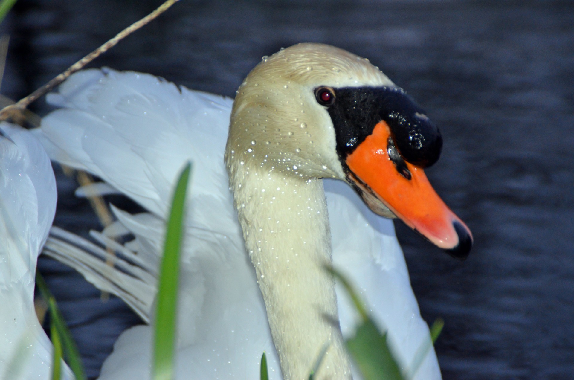Close up of a swan